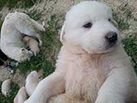 maremman sheepdog puppy